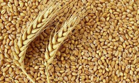 Organic Wheat